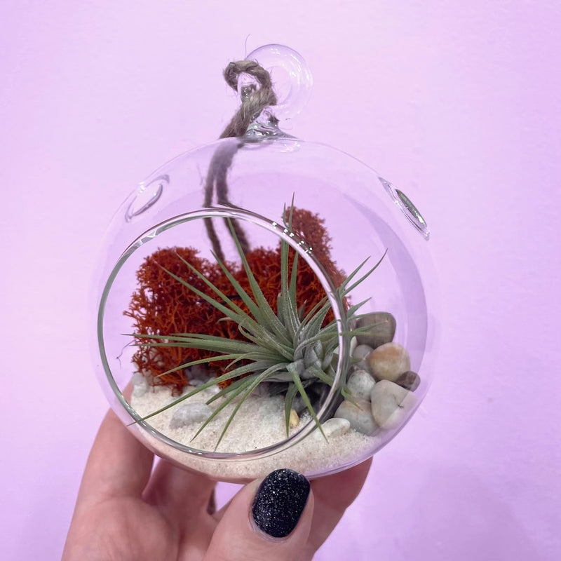 CRAFTY HOUR: Air Plant Terrariums Past Workshop Brooklyn Craft Company