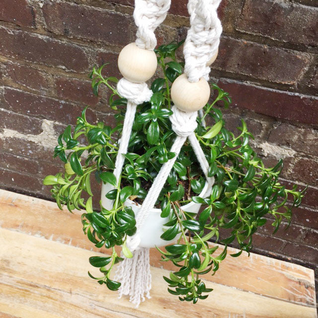 Macramé Plant Hanger Workshop Brooklyn Craft Company